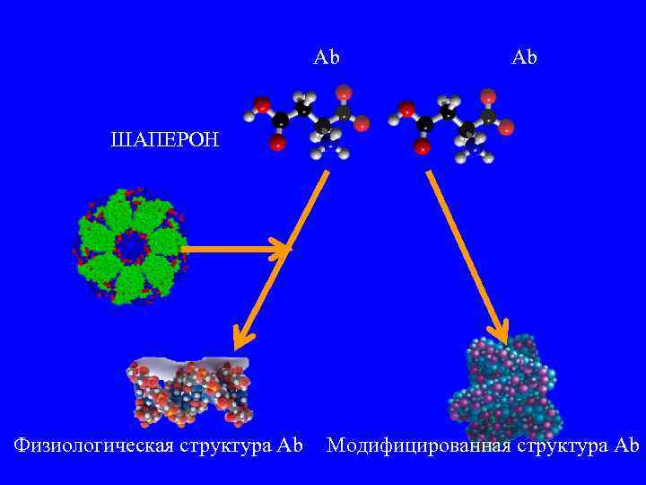 Аb Аb ШАПЕРОН Физиологическая структура Аb Модифицированная структура Аb 