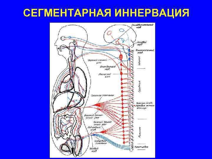 СЕГМЕНТАРНАЯ ИННЕРВАЦИЯ 