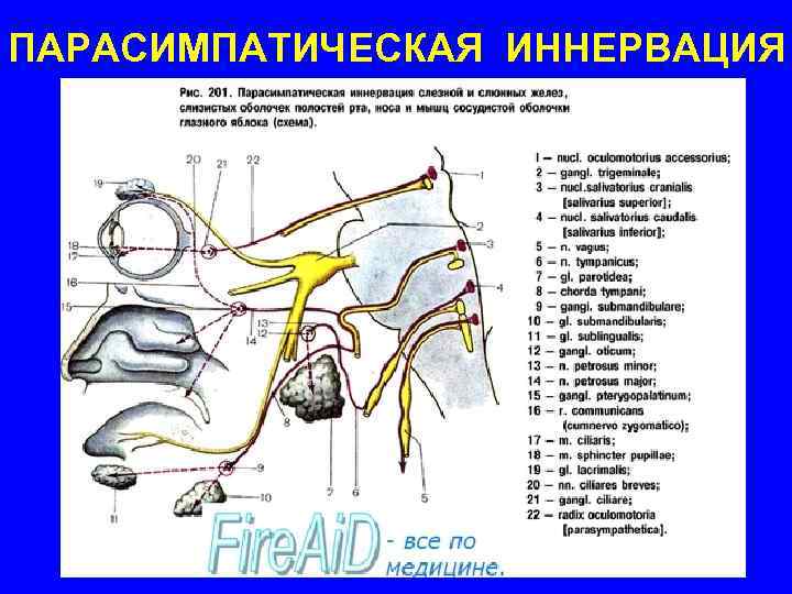 ПАРАСИМПАТИЧЕСКАЯ ИННЕРВАЦИЯ 