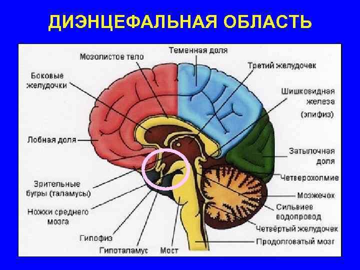 ДИЭНЦЕФАЛЬНАЯ ОБЛАСТЬ 