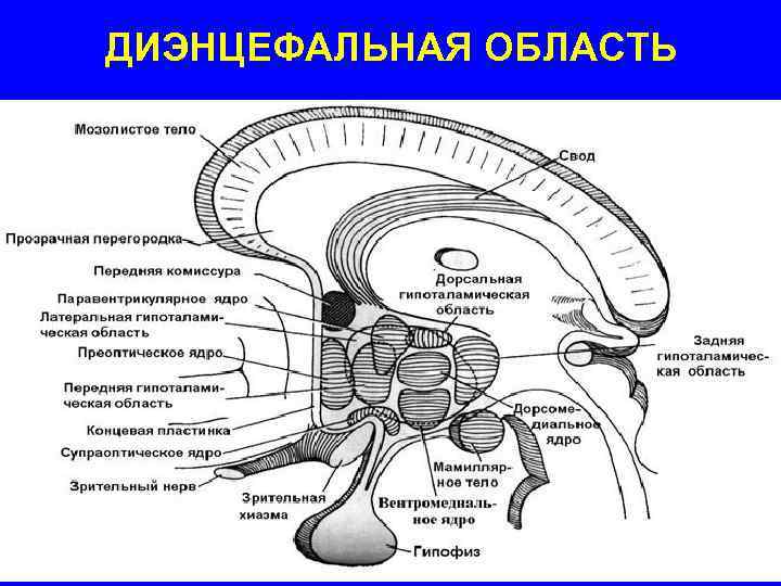 ДИЭНЦЕФАЛЬНАЯ ОБЛАСТЬ 