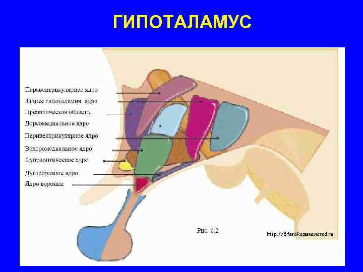 ГИПОТАЛАМУС 