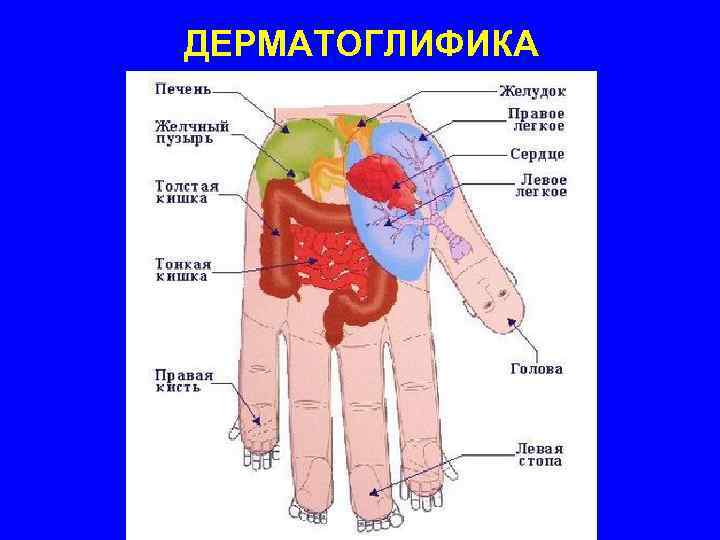 ДЕРМАТОГЛИФИКА 