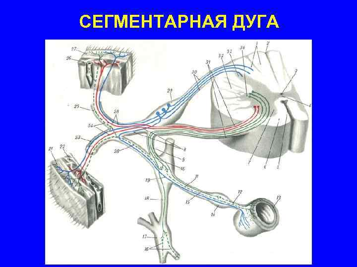 СЕГМЕНТАРНАЯ ДУГА 