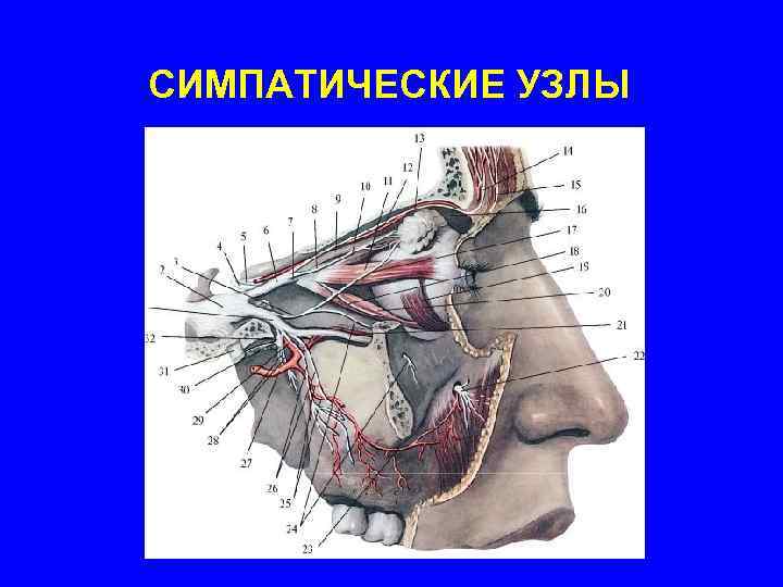 СИМПАТИЧЕСКИЕ УЗЛЫ 