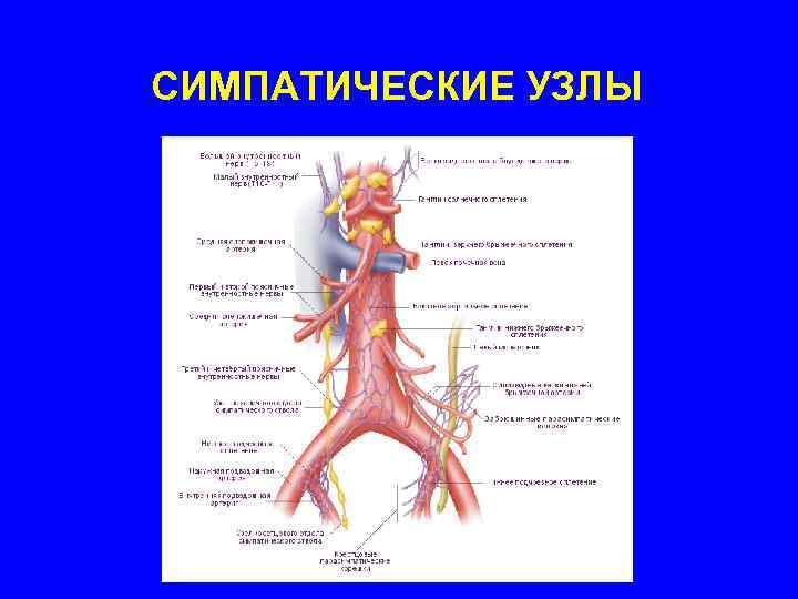 СИМПАТИЧЕСКИЕ УЗЛЫ 