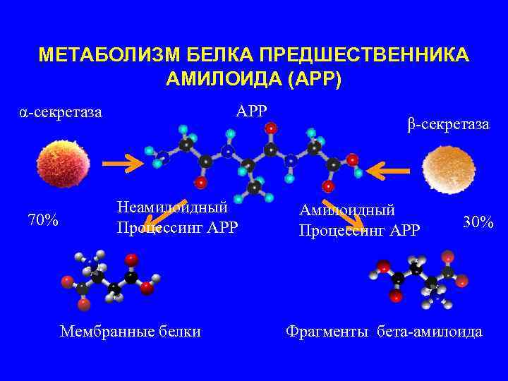 МЕТАБОЛИЗМ БЕЛКА ПРЕДШЕСТВЕННИКА АМИЛОИДА (АРР) APP α-секретаза 70% Неамилоидный Процессинг АРР Мембранные белки β-секретаза