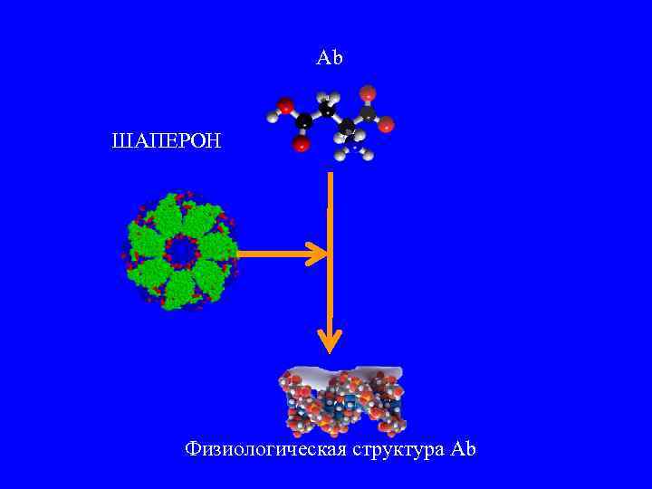 Аb ШАПЕРОН Физиологическая структура Аb 