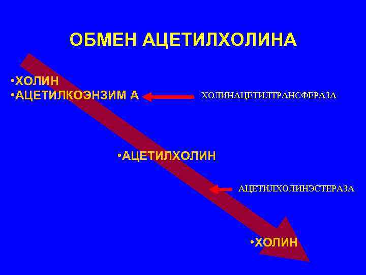 ОБМЕН АЦЕТИЛХОЛИНА • ХОЛИН • АЦЕТИЛКОЭНЗИМ А ХОЛИНАЦЕТИЛТРАНСФЕРАЗА • АЦЕТИЛХОЛИНЭСТЕРАЗА • ХОЛИН 