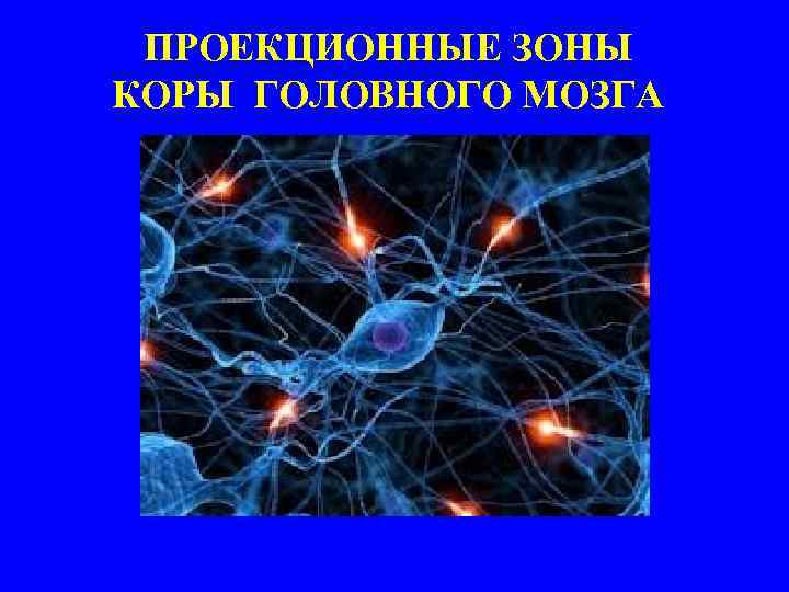 ПРОЕКЦИОННЫЕ ЗОНЫ КОРЫ ГОЛОВНОГО МОЗГА 