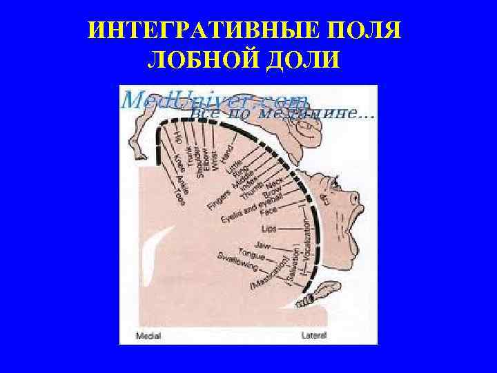 ИНТЕГРАТИВНЫЕ ПОЛЯ ЛОБНОЙ ДОЛИ 