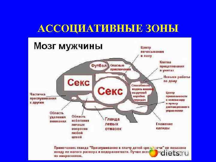 АССОЦИАТИВНЫЕ ЗОНЫ 