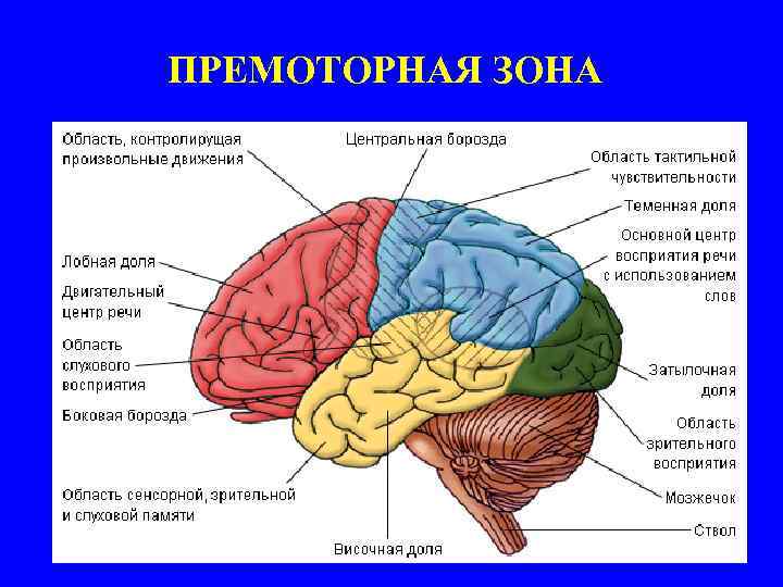 ПРЕМОТОРНАЯ ЗОНА 