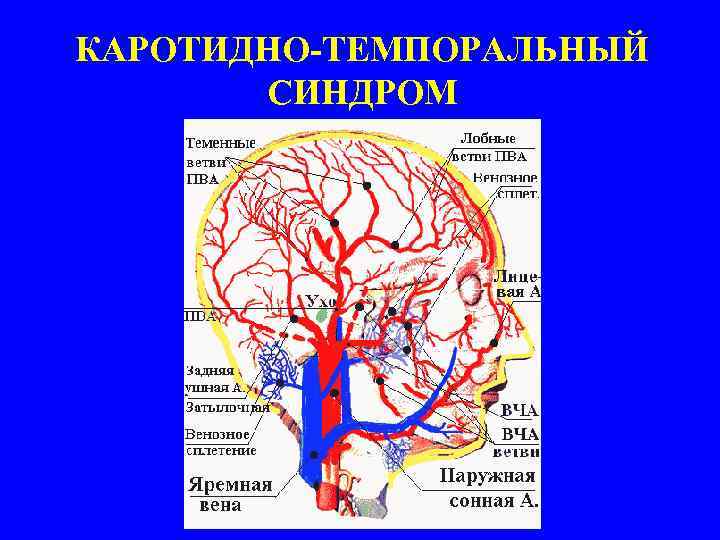 Каротидно феморальная спв