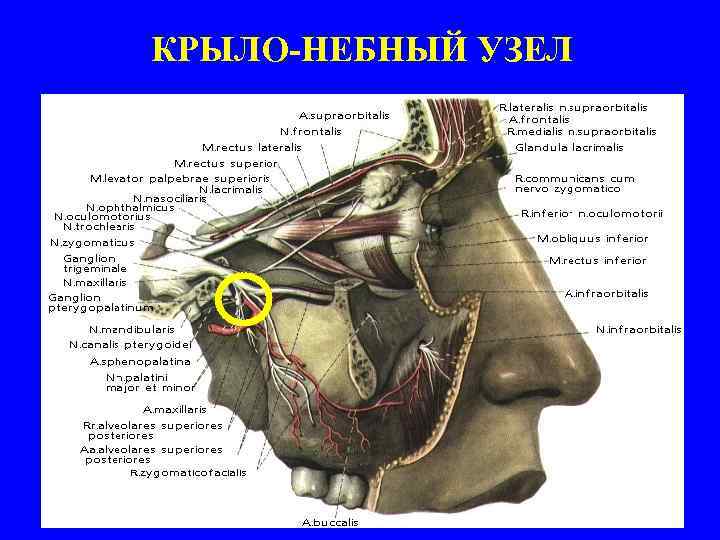 КРЫЛО-НЕБНЫЙ УЗЕЛ 