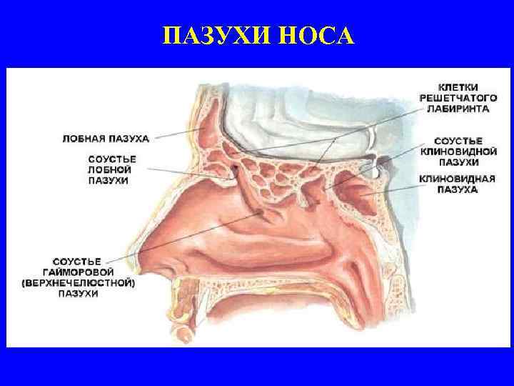 ПАЗУХИ НОСА 