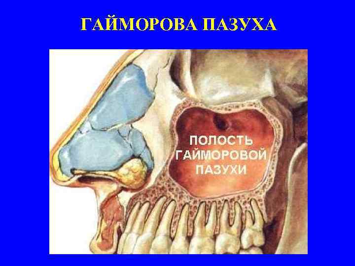 ГАЙМОРОВА ПАЗУХА 