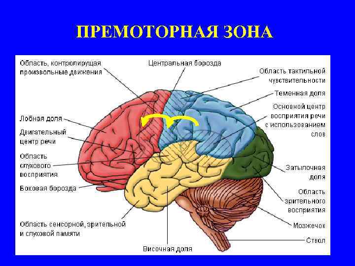 ПРЕМОТОРНАЯ ЗОНА 