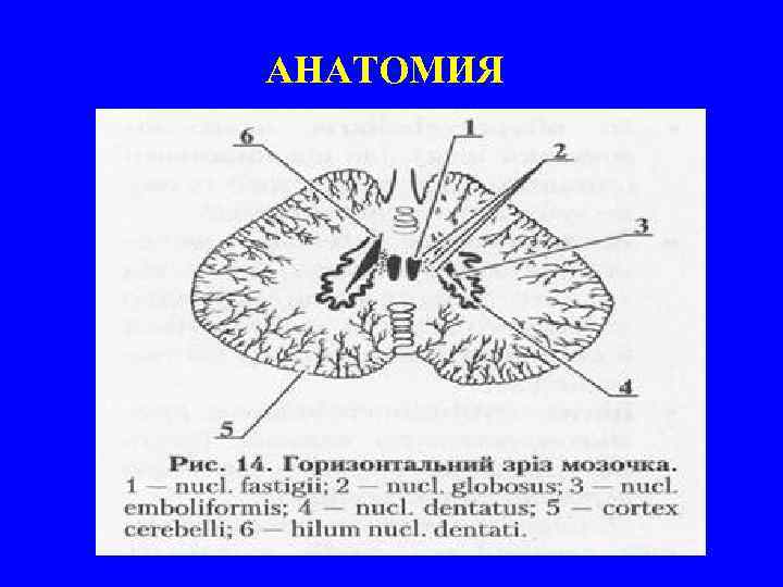 АНАТОМИЯ 