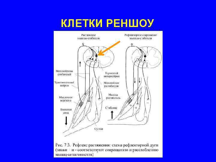 КЛЕТКИ РЕНШОУ 