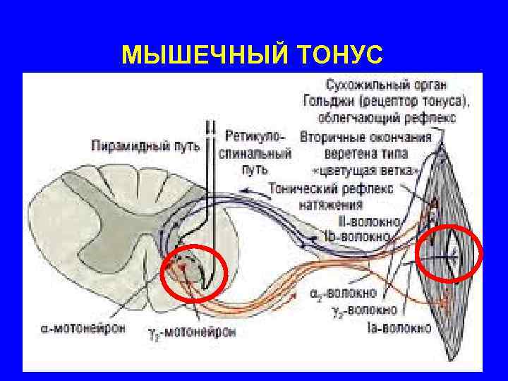 МЫШЕЧНЫЙ ТОНУС 