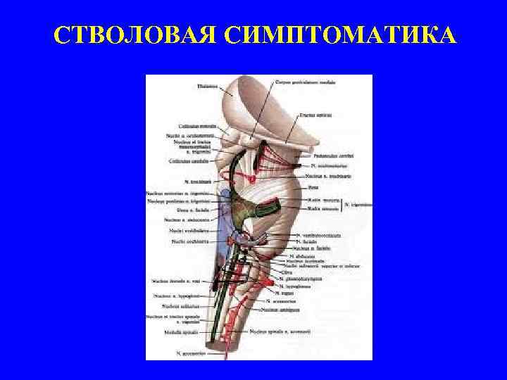 СТВОЛОВАЯ СИМПТОМАТИКА 