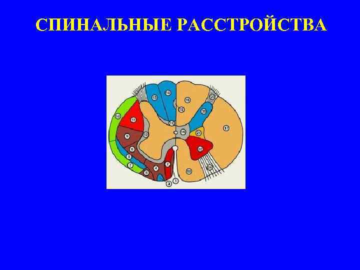 СПИНАЛЬНЫЕ РАССТРОЙСТВА 