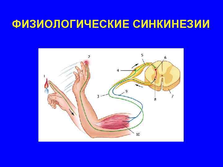 ФИЗИОЛОГИЧЕСКИЕ СИНКИНЕЗИИ 