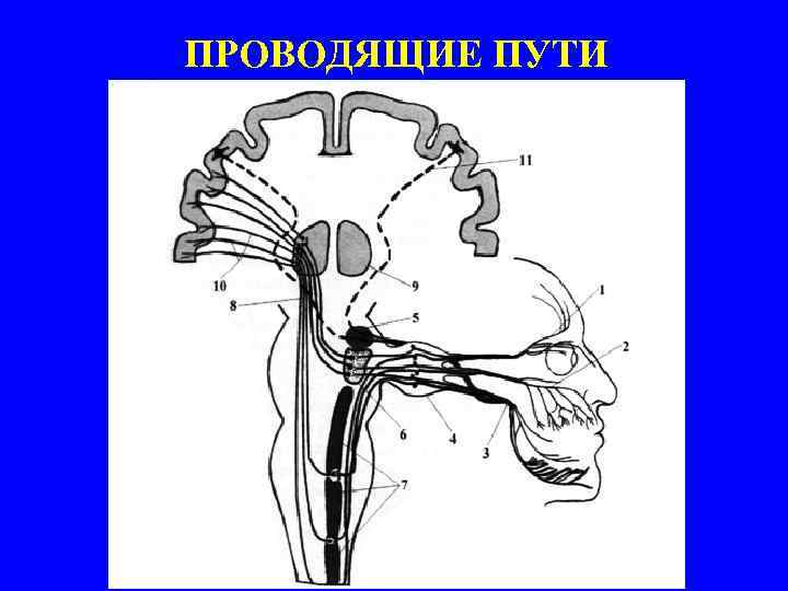 ПРОВОДЯЩИЕ ПУТИ 