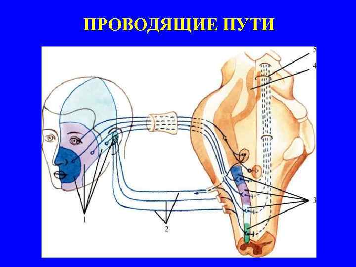 ПРОВОДЯЩИЕ ПУТИ 