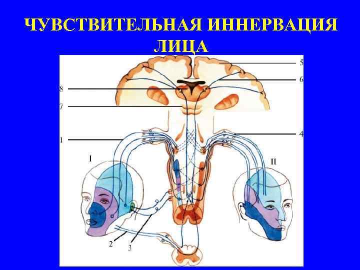 ЧУВСТВИТЕЛЬНАЯ ИННЕРВАЦИЯ ЛИЦА 