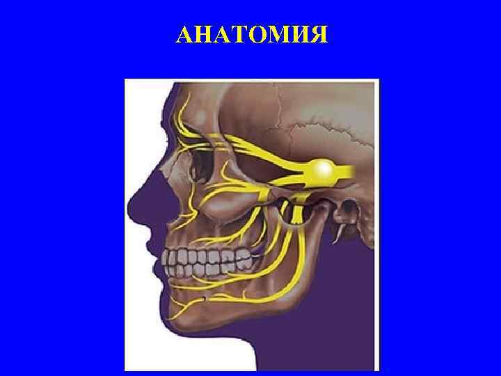 АНАТОМИЯ 
