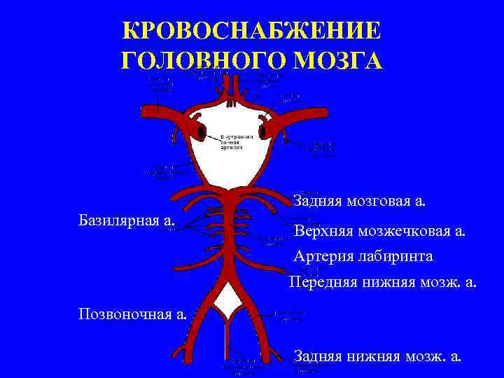 КРОВОСНАБЖЕНИЕ ГОЛОВНОГО МОЗГА Задняя мозговая а. Базилярная а. Верхняя мозжечковая а. Артерия лабиринта Передняя