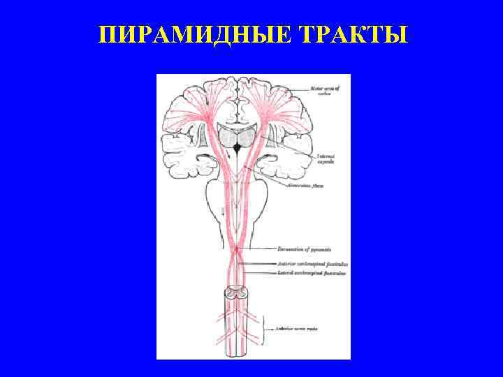 Схема пирамидальных путей