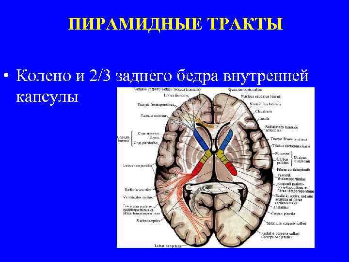 ПИРАМИДНЫЕ ТРАКТЫ • Колено и 2/3 заднего бедра внутренней капсулы 