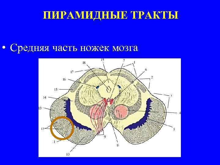 ПИРАМИДНЫЕ ТРАКТЫ • Средняя часть ножек мозга 