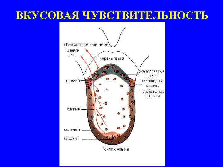 ВКУСОВАЯ ЧУВСТВИТЕЛЬНОСТЬ 