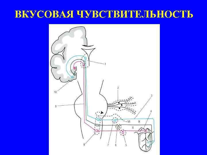 ВКУСОВАЯ ЧУВСТВИТЕЛЬНОСТЬ 