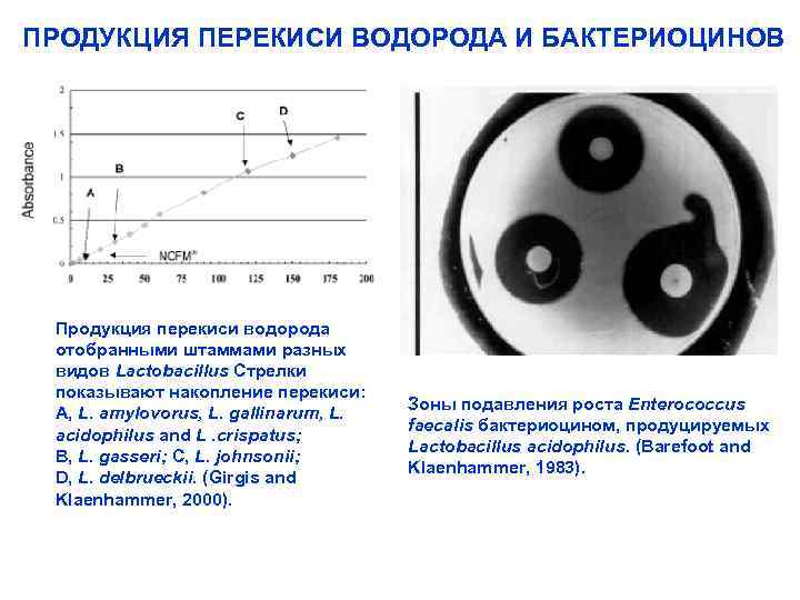  ПРОДУКЦИЯ ПЕРЕКИСИ ВОДОРОДА И БАКТЕРИОЦИНОВ Продукция перекиси водорода отобранными штаммами разных видов Lactobacillus
