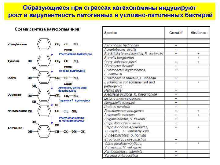 Образующиеся при стрессах катехоламины индуцируют рост и вирулентность патогенных и условно-патогенных бактерий Схема синтеза