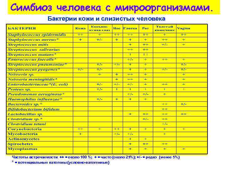 Симбиоз человека с микроорганизмами. Бактерии кожи и слизистых человека Частоты встречаемости: ++ = около