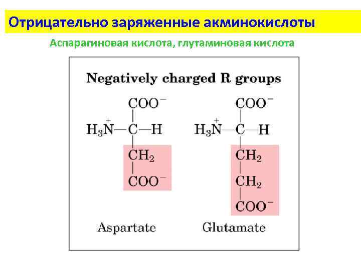 Отрицательно заряженные акминокислоты Аспарагиновая кислота, глутаминовая кислота 