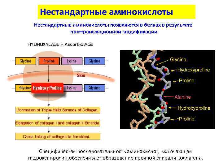 Нестандартные аминокислоты появляются в белках в результате посттрансляционной модификации Специфическая последовательность аминокислот, включающая гидроксипролин,