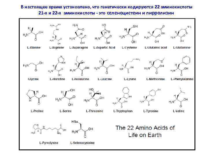 В настоящее время установлено, что генетически кодируются 22 аминокислоты 21 -я и 22 -я