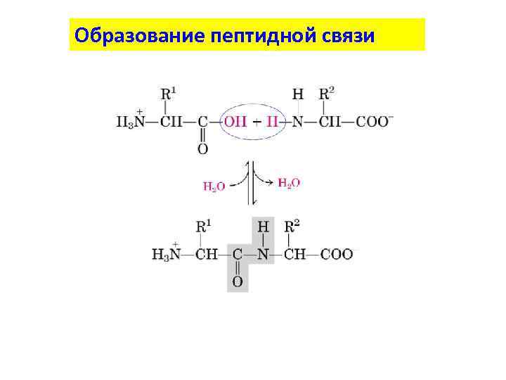 Образование пептидной связи 