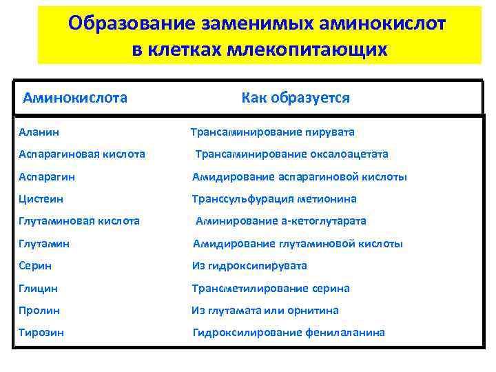 Синтез заменимых аминокислот. Образование заменимых аминокислот. Общая схема образования заменимых аминокислот. Заменимые аминокислоты примеры.