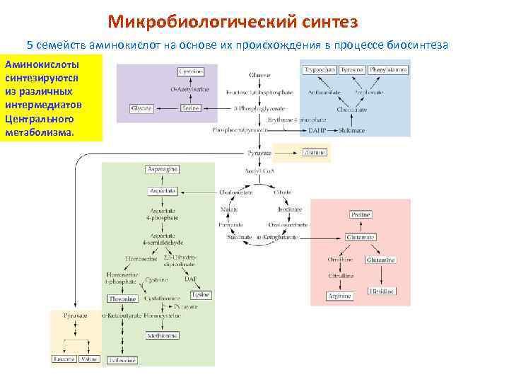 Микробиологический синтез 5 семейств аминокислот на основе их происхождения в процессе биосинтеза Аминокислоты синтезируются