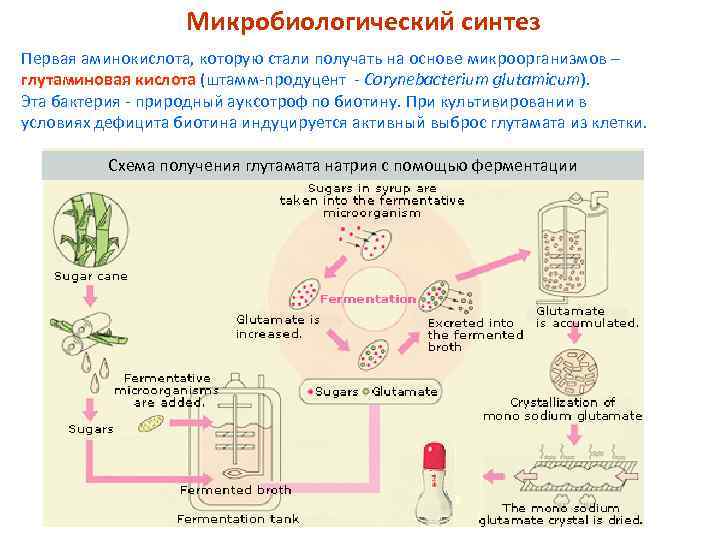 Схема микробиологического синтеза аминокислот