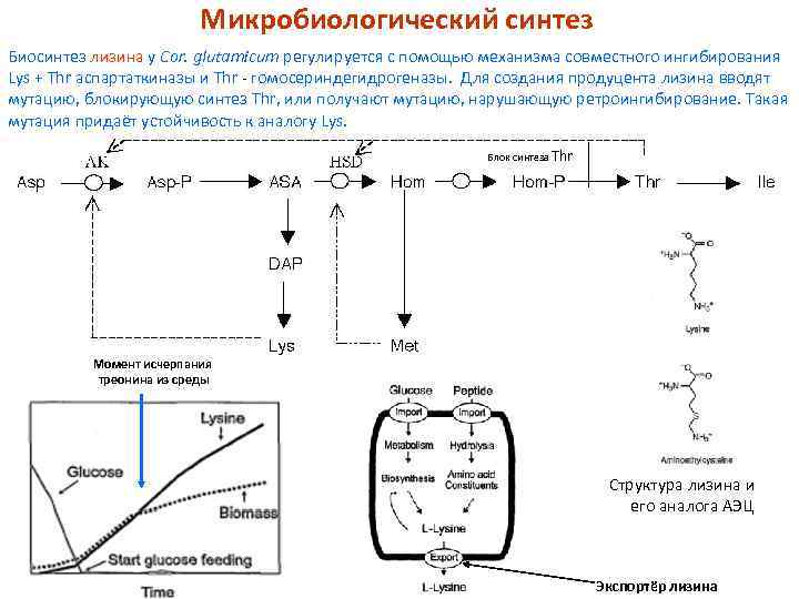 Микробиологический синтез Биосинтез лизина у Cor. glutamicum регулируется с помощью механизма совместного ингибирования Lys