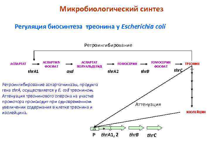 Схема микробиологического синтеза аминокислот